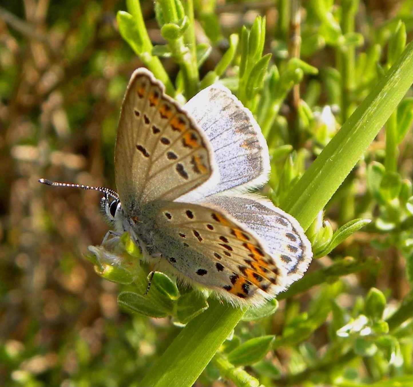 farfalla da identificare